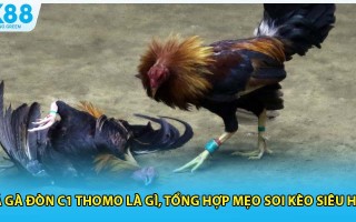 Đá Gà Đòn C1 Thomo Là Gì, Tổng Hợp Mẹo Soi Kèo Siêu Hay