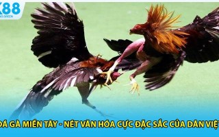 Đá Gà Miền Tây - Nét Văn Hóa Cực Đặc Sắc Của Dân Việt