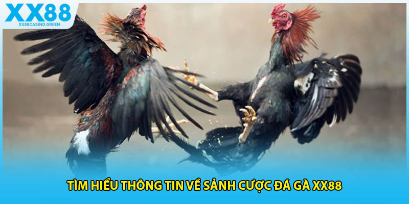 Tìm hiểu thông tin về sảnh cược đá gà xx88