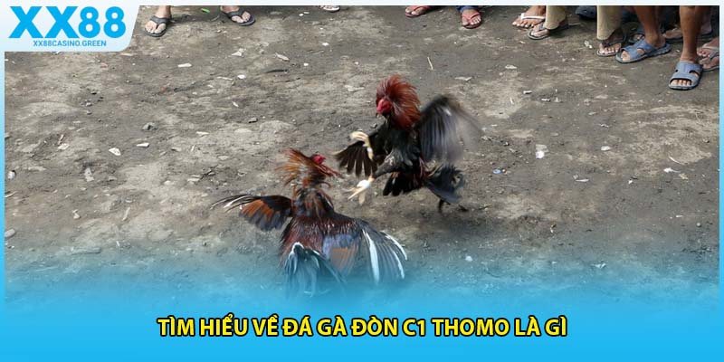 Tìm hiểu về đá gà đòn C1 thomo là gì