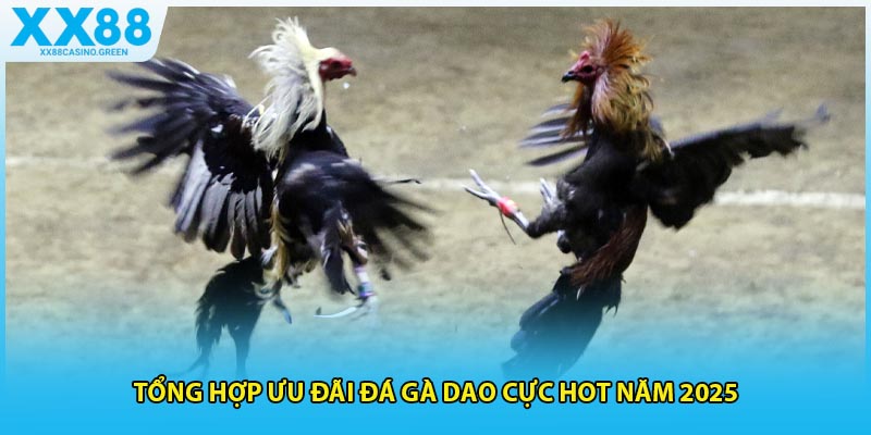 Tổng hợp ưu đãi đá gà dao cực hot năm 2025
